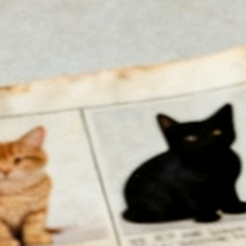 Lot 002, a photographed house cat in a ruled catalogue cell