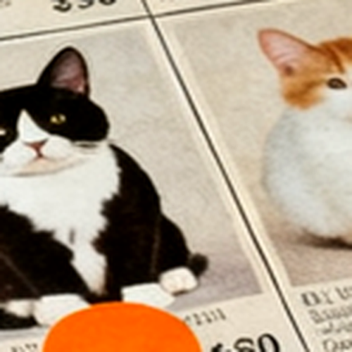 Lot 005, a photographed house cat in a ruled catalogue cell